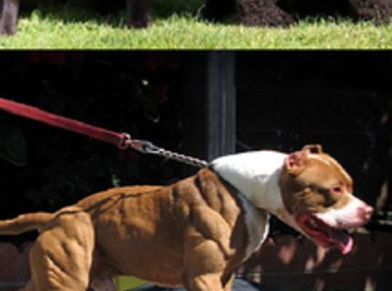 Séria najsvalnatejších psov, aké sme našli na internete :D