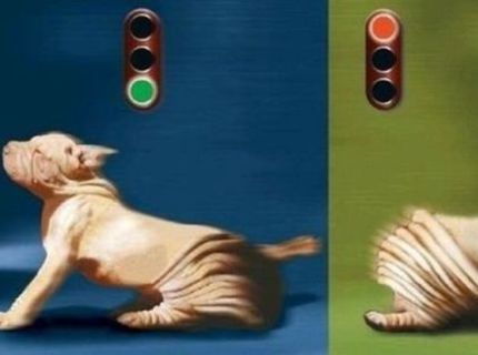 Ako vyzerá brzdná dráha Šar peja :D :D :D