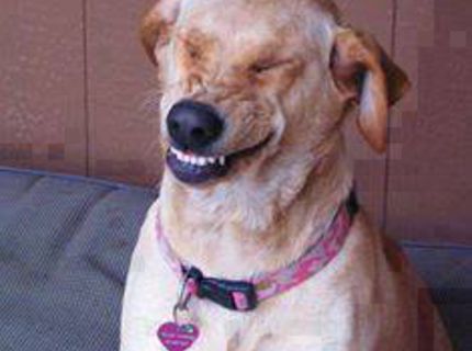 Šťastný je ten, kto sa smeje :D