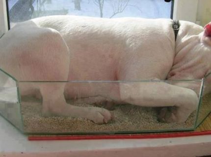 Kašlem na to .... budem morča :))