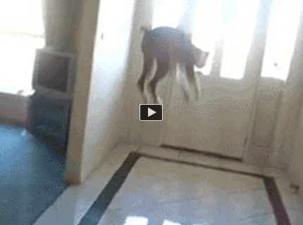 BRATM GIF: Ako vyzerá skutočná radosť :D :D :D