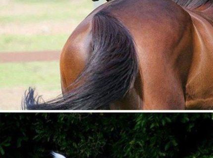 Aj zvieratá vedia pózovať pred objektívom :D Tu je dôkaz!