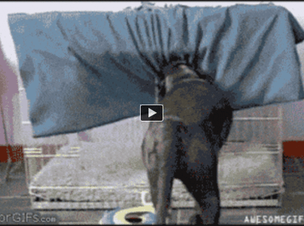 BRATM GIF: Tento šikovný pes rozhodne vie, čo je to pohodlie :D