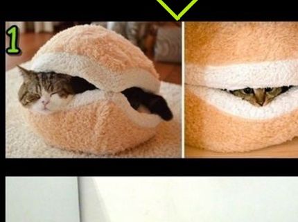 Tak toto už áno! :) Milovníci mačiek si prídu na svoje :)