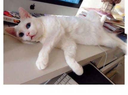 Tak toto je podarené! :D  Mačací ksichtík zachytený počas spánku vám vyčaruje úsmev na tvári :D