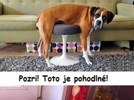 Domáci miláčikovia dokážu byť poriadny experti! :D Pozri, čo zase vyviedli :)