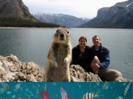 Zvieratá v správny čas na správnom mieste :D Pozri si týchto 18 skvelých záberov :D