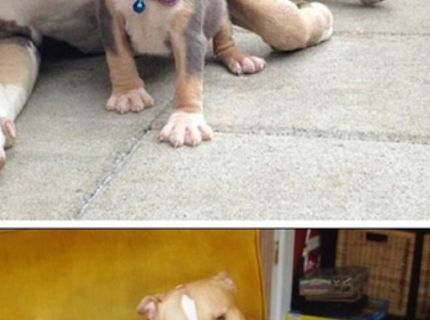 Láska pitbullov nepozná hraníc :)