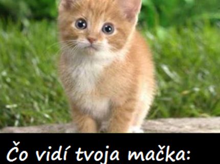 Ako to vyzerá, keď fotíš svoju mačku :D