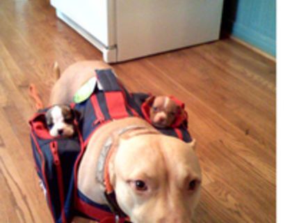 Séria rozkošných fotografií zvieratiek :)