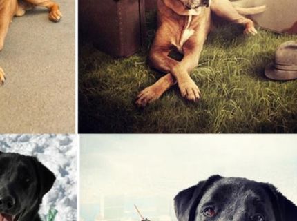 Fotograf vytvoril takéto krásne fotomontáže psíkov na adopciu :)