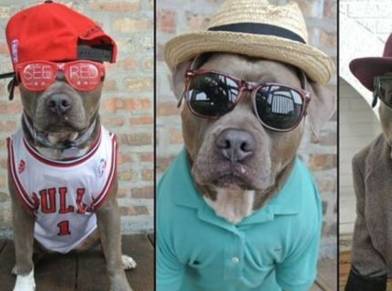 Najkrajší psí model :) :) :)