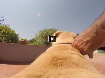 To ako zbožnuje tento pes vodu je neuveriteľné! :D