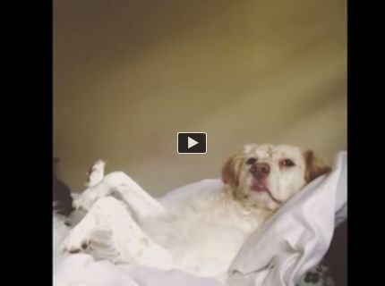 Tak toto je zabité! :D Tento psík vzbudil svojou šikovnosťou záujem celého internetu :D