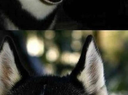 Toto je pes, ktorý má najviac tvári :D