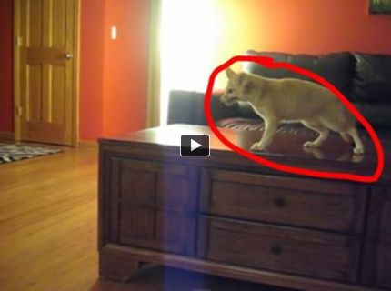 Šialenec! :D Toto stvorenie behalo ako zmyslu zbavené po celom byte! :D