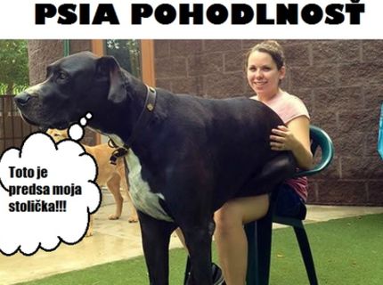 Dôkaz, že veľké psy milujú pohodlnosť najviac na svete! :D ( 21 foto )