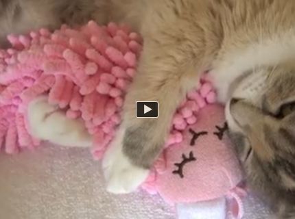 Tak toto je rozkošné! Mačka objíma svoju obľúbenú hračku počas spánku :)