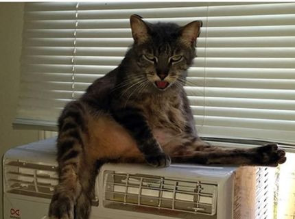 Myslíte si, že mačky sú diabolské stvorenia? Táto séria obrázkov vám to potvrdí :D