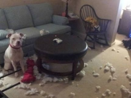 Tieto psy nemajú tušenie, čo sa stalo s vecami ich majiteľov...Skutočne! :D (5 foto)