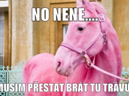 Kůň?!