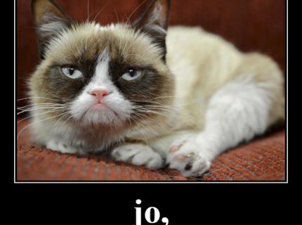 Grumpy cat