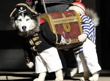 Desivo zábavné kostýmy pre zvieratá :D (21 foto)