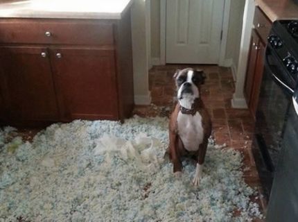 6 Najlepších psích demolátorov, ktorí sa rozhodli zachrániť celú situáciu malým klamstvom :D