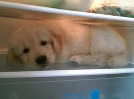 Roztomilé šteniatko zlatého retrievera sa túži opäť dostať na svoje obľúbené miesto :)