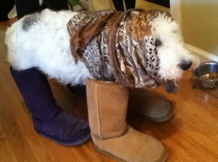 8 psov, ktorých jednoducho nemôžete brať vážne :D