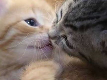 Mačacia láska občas nepozná hraníc :) Pozri si tieto milé fotografie tých najkrajších párikov :)