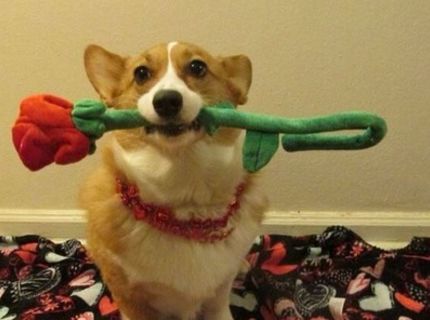 Z pohľadu tohoto psa dokážeš vyčítať úplne všetko :D Jeho výrazy sú totiž úžasné! :)