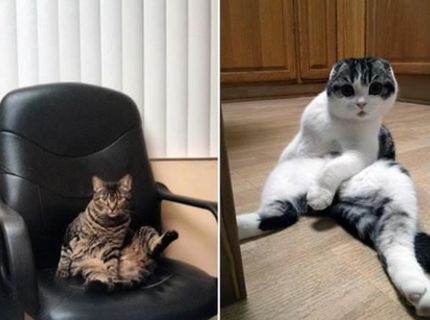 Ako sa tvária mačky, keď ich prichytíš v tejto polohe :D :D :D