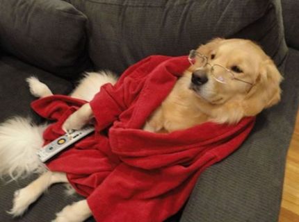 Tento roztomilý psík nemá ani najmenšie tušenie, čo práve robí :D :D :D