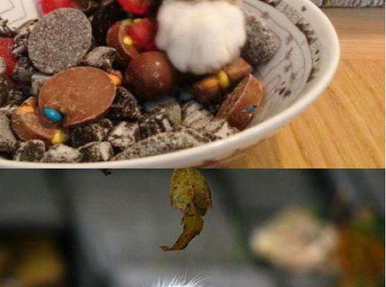 Seria foto # nenapadne mačky :D