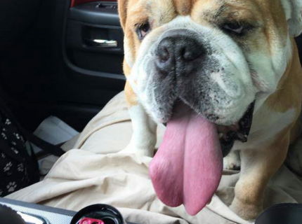 Krásne! Seria foto ti ukáže lasku k štvornohým miláčikom:) Vol 3