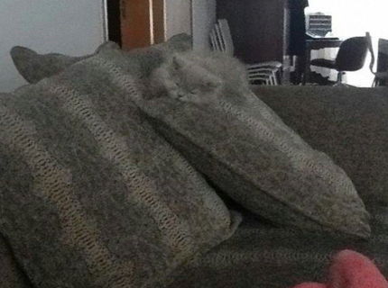 Mačky tak ako ich často nevidíte;) Seria foto ččasť 1.