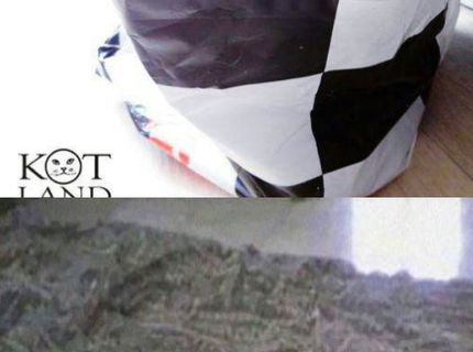 Mačky tak ako ich často nevidíte;) Seria foto časť 2.