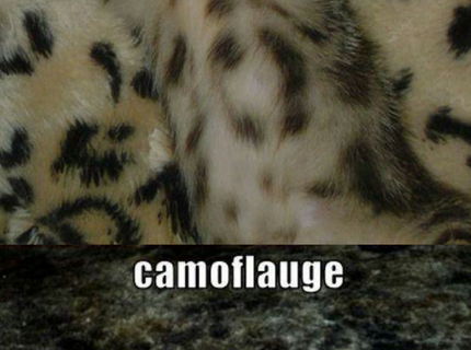 Mačky tak ako ich často nevidíte;) Seria foto časť 3.