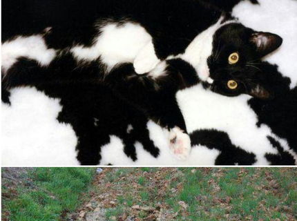 Mačky tak ako ich často nevidíte;) Seria foto časť 4.