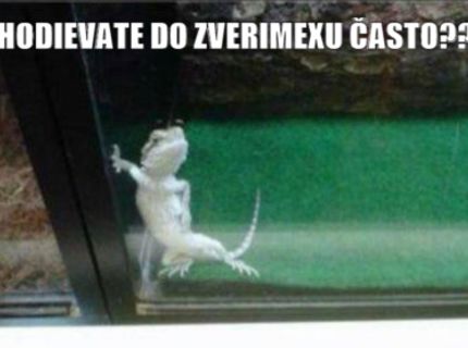 Chodievate do zverimexu často :D :D :D