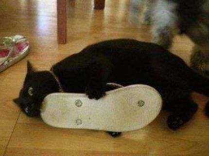 Ach tie naše zvieratá :))))