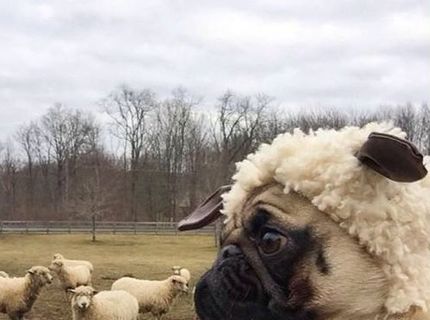 Deň 52 - ešte stále si nič nevšimli, začínam si získavať ich dôveru :D :D :D