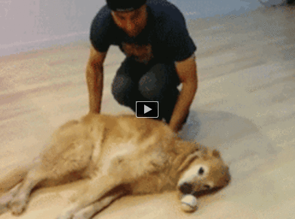 Pes umýva podlahu :) :)