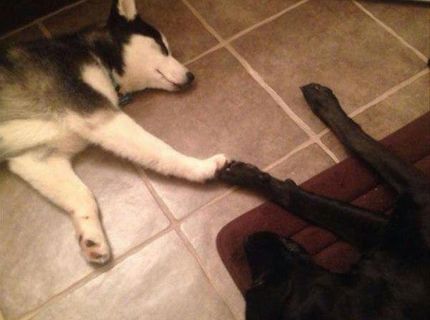 Psia symbióza :) :)