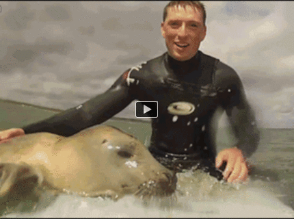 Tuleň sa chce voziť na surfe :D :D