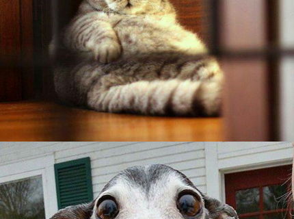 Zopár dôvodov, prečo by si mal milovať zver okolo seba :D Séria foto #1