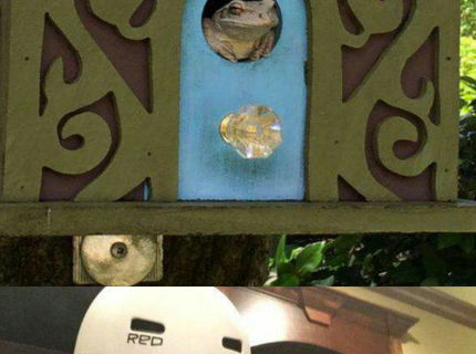 Zopár dôvodov, prečo by si mal milovať zver okolo seba :D Séria foto #3