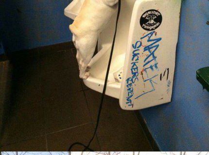 Foto zvieratiek, ktoré vedia ako na to :) #1