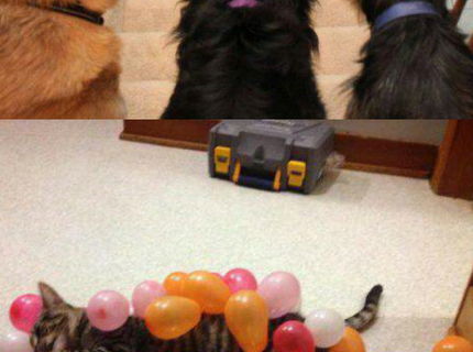 Foto zvieratiek, ktoré vedia ako na to :) #2